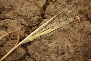 A Drought Is Officially Declared In Parts Of East Anglia drought